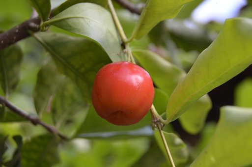 Acerola, Frugt, Grøn, Vitamin, Brasilien