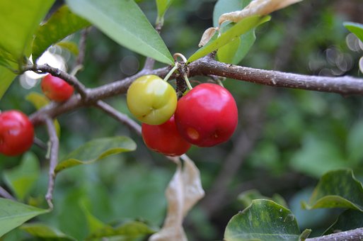 Acerola, Frugt, Grøn, Vitamin, Brasilien