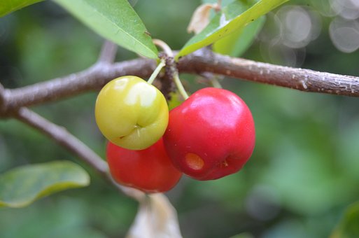 Acerola, Frugt, Grøn, Vitamin, Brasilien