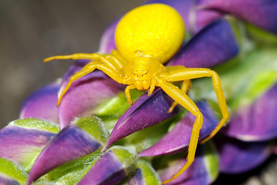 Araña Insecto Macro - Foto gratis en Pixabay - Pixabay