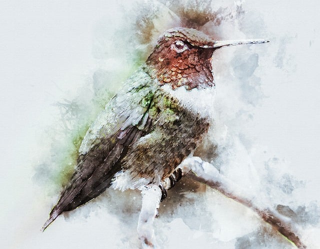 Download free HD stock image of Bird Humming Bird Free bird humming bird humming illustration