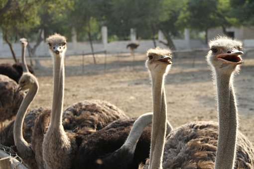 Common Ostrich, Bird, Ostrich, Bigbird