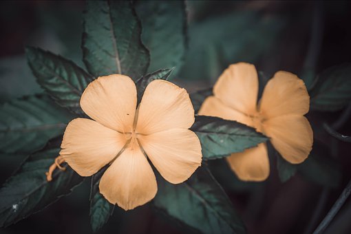 Bloem, Bloemblaadje, Dol Zijn Op