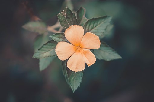Bloem, Bloemblaadje