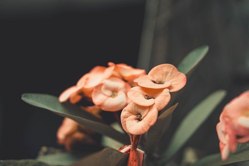 Bloem, Bloemblaadje, Dol Zijn Op