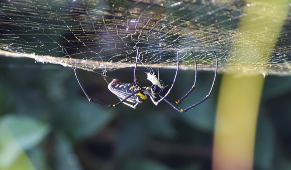 Aranha, Rede, Natureza, Grande