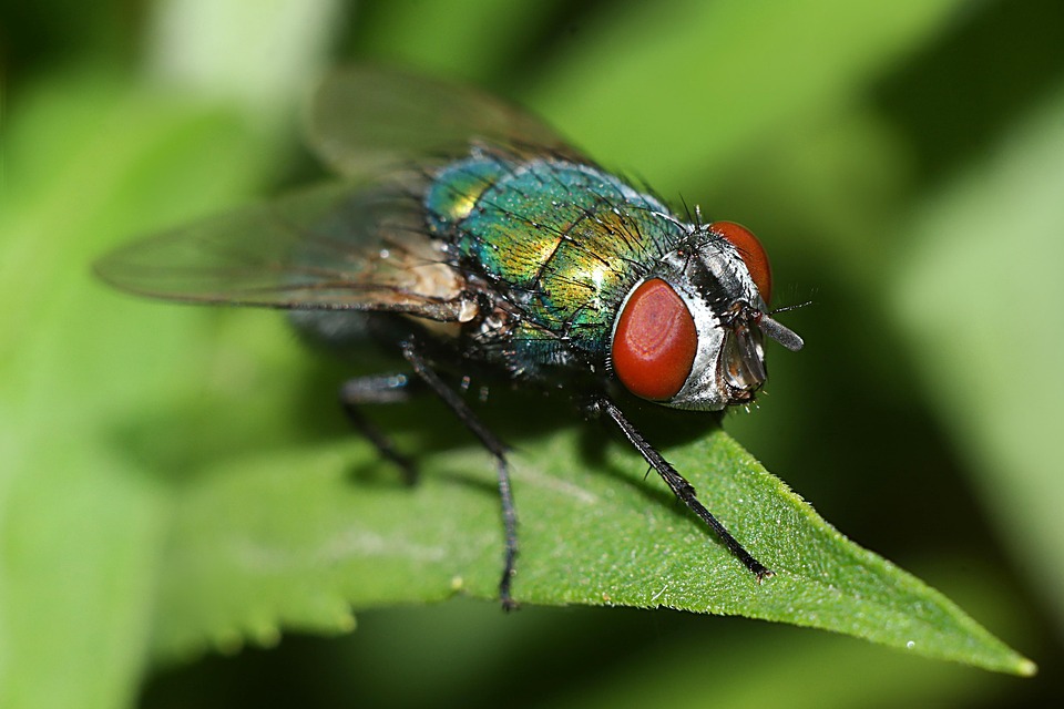 Mucha Makro Natur - Kostenloses Foto auf Pixabay - Pixabay