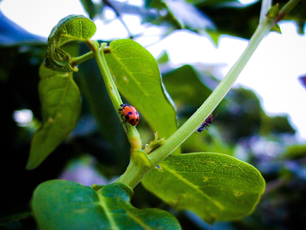 Lady Bird Insect Inide Ladybird Bug Insect - Free photo on Pixabay