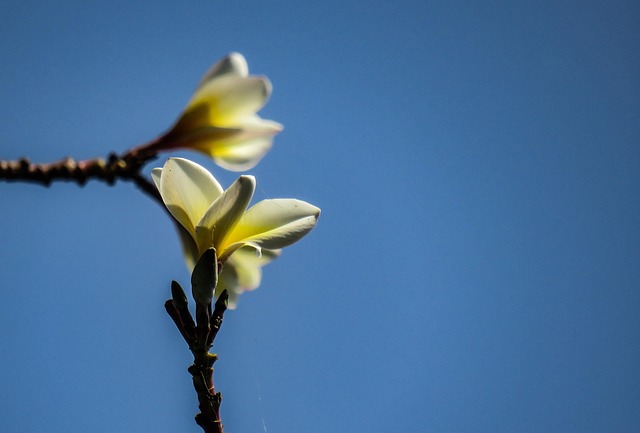 Free Frangipani Plumeria photo and picture