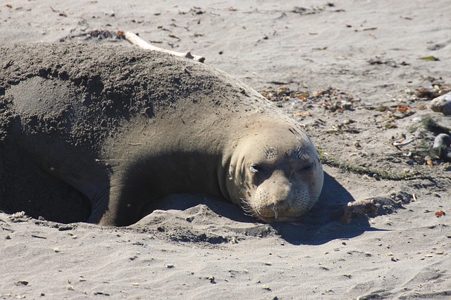 Free Seal Sand photo and picture