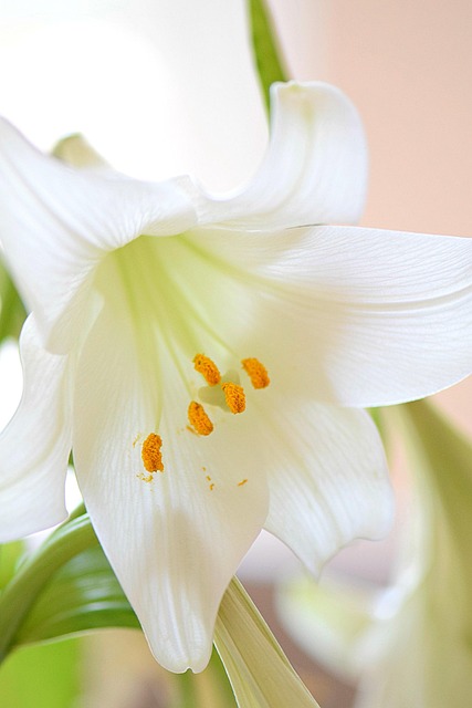 Lirio, Blanco, Flor, Bloom, Naturaleza