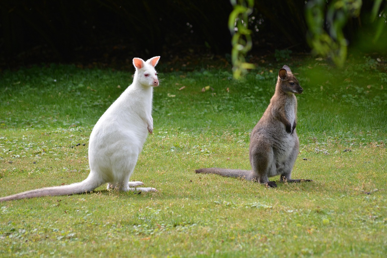 Kangaroo - free online jigsaw puzzle photo