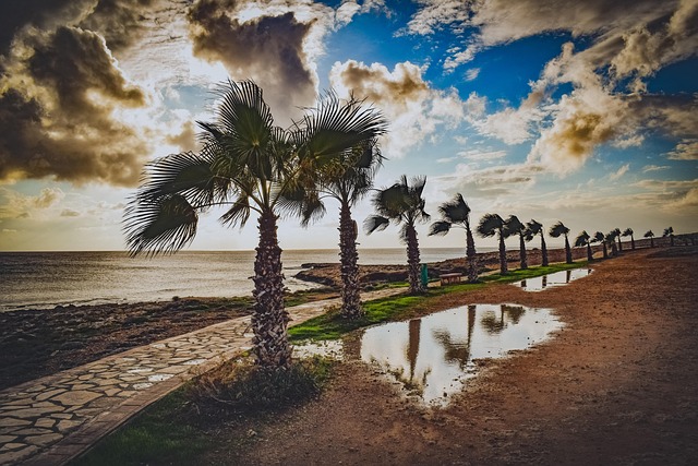 trees, path, palm trees, nature, landscape, autumn, mood, rainy day, mirroring, sky, clouds, ayia napa, cyprus