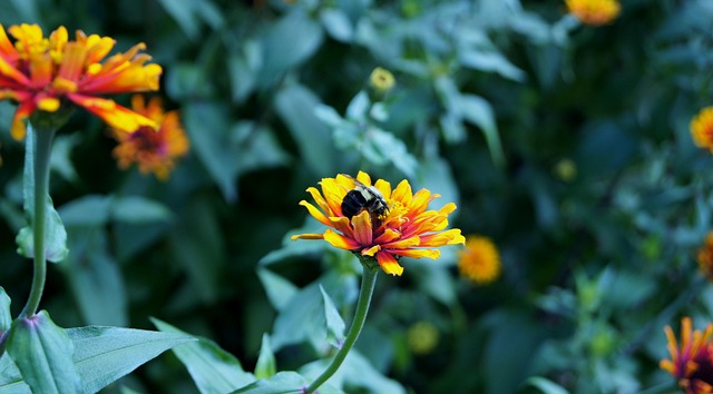 Free Flower Leaf photo and picture