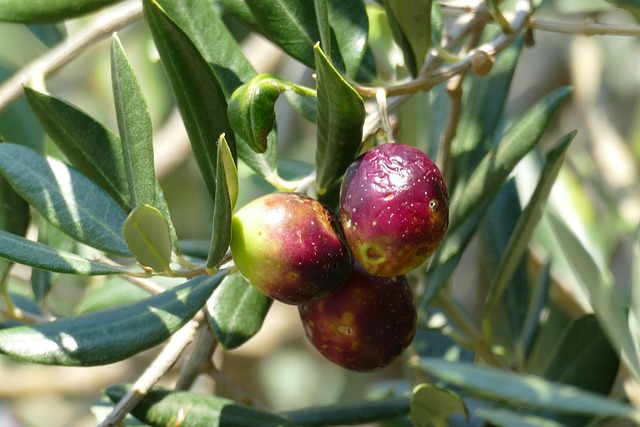 Free Olive Olive Tree photo and picture