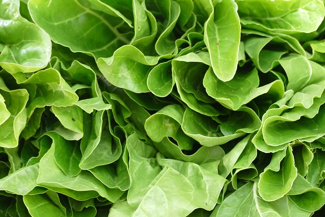 Free Salad Food photo and picture