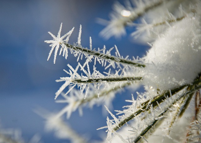 Free Frost Spruce photo and picture