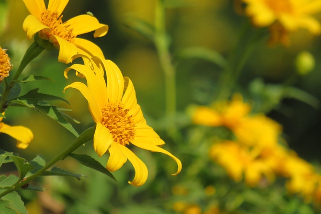 Free Yellow Flowers photo and picture