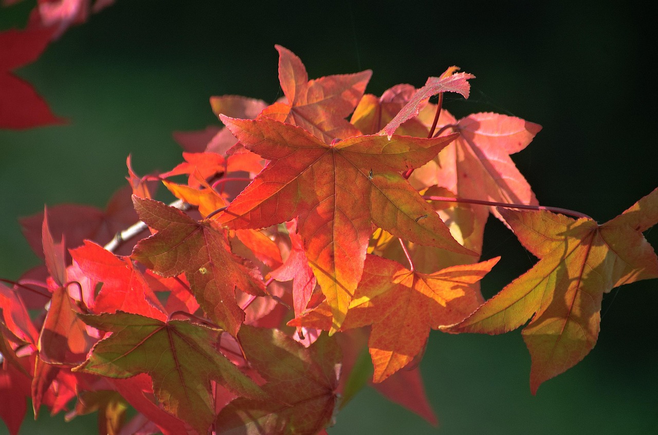 20+ kostenlose Amberbaum und NaturBilder Pixabay
