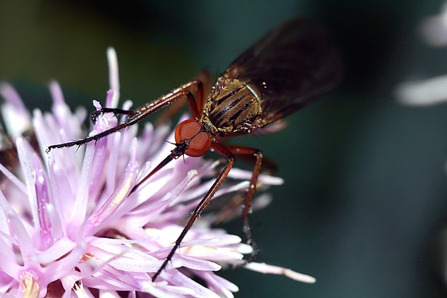 Free Insect Macro photo and picture