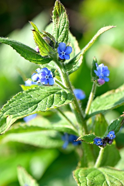 Brunnera, Flores, Naturaleza, Bloom