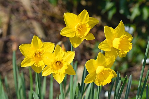 Narciso, Flores, Primavera, Bloom