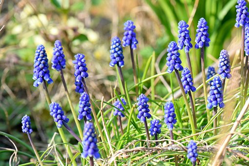 Muscari, Hermosas Flores, Flor