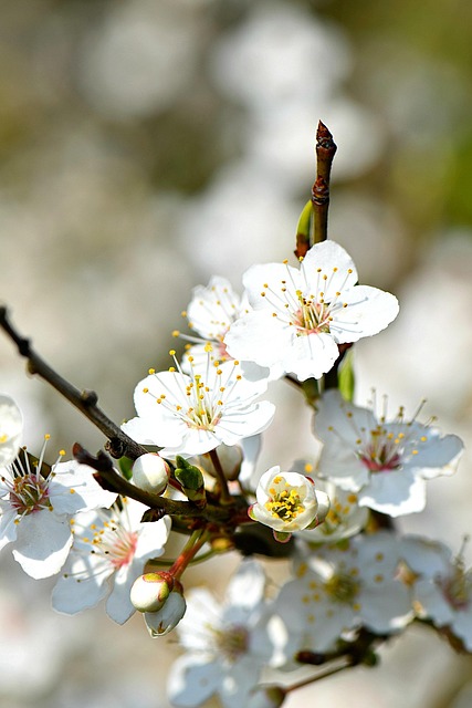 Bloom, Fruta, Florecer, Primavera