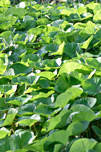 Follaje, Sale De, Verde, Naturaleza