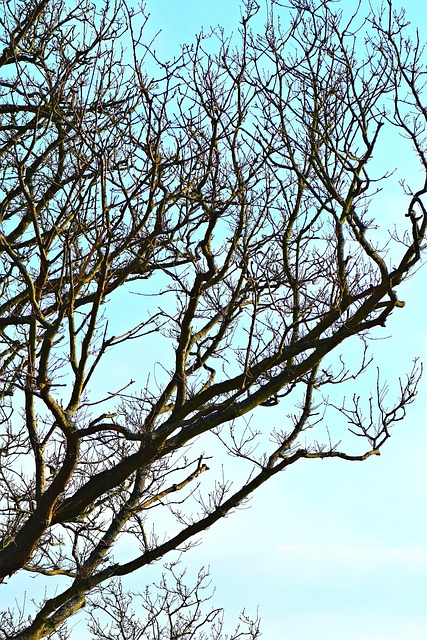 Árbol, Cielo, Silueta, Paisaje, Nubes