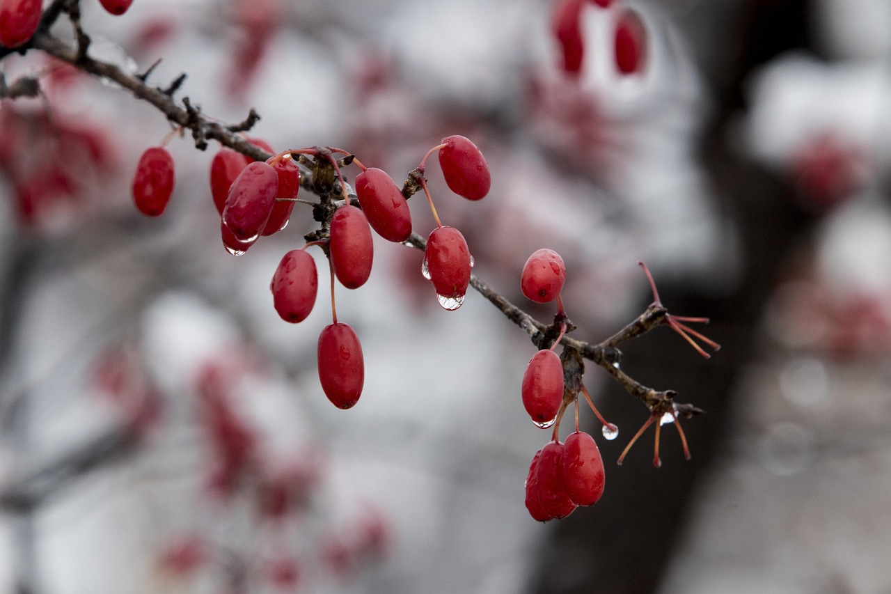 雪 木 冬 - Pixabayの無料写真 - Pixabay
