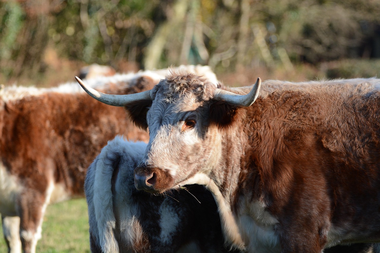 Cow - free online jigsaw puzzle photo