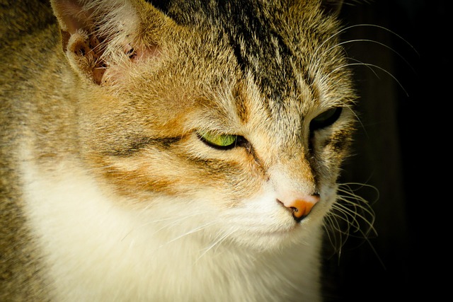 Free Cat Feline photo and picture
