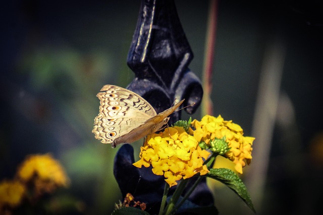 Free Butterfly Flower photo and picture