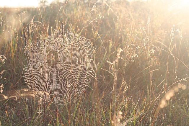 Free Web Sun photo and picture