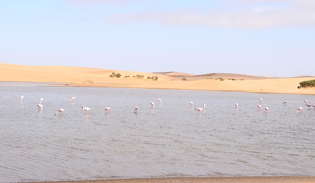 Free Flamingos Walvisbay photo and picture