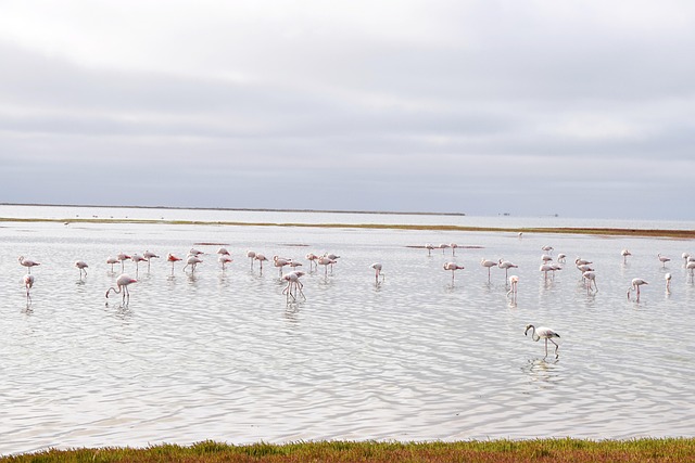 Free Flamingos Walvisbay photo and picture