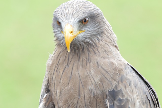 Free Bird Raptor photo and picture
