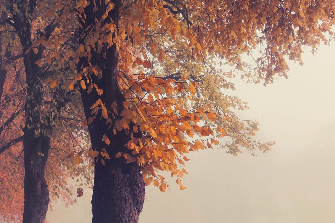 Fall - free online jigsaw puzzle photo