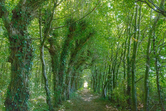 Free Green Forest Narrow Way photo and picture