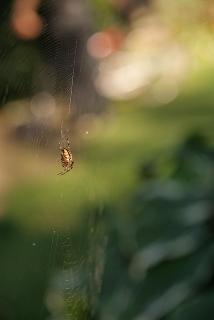 Free Spider Garden photo and picture