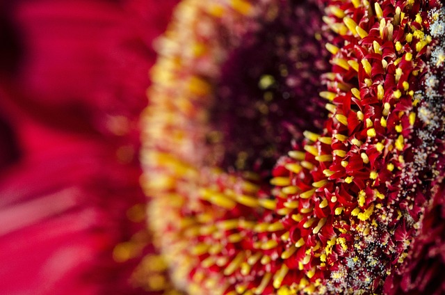 Blume, Pflanze, Feder, Natur