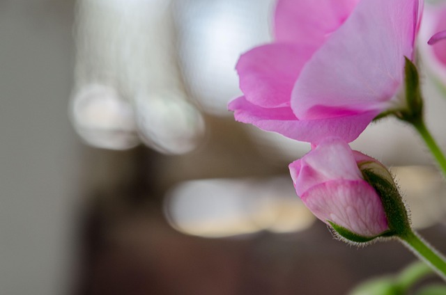 Blume, Pflanze, Rose, Garten