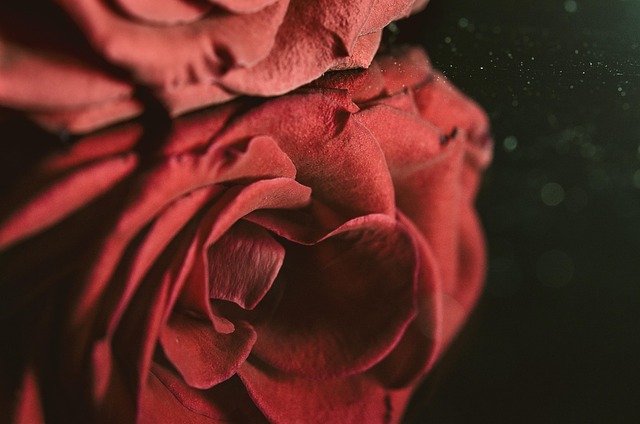 Rose, Rot, Haut, Natur