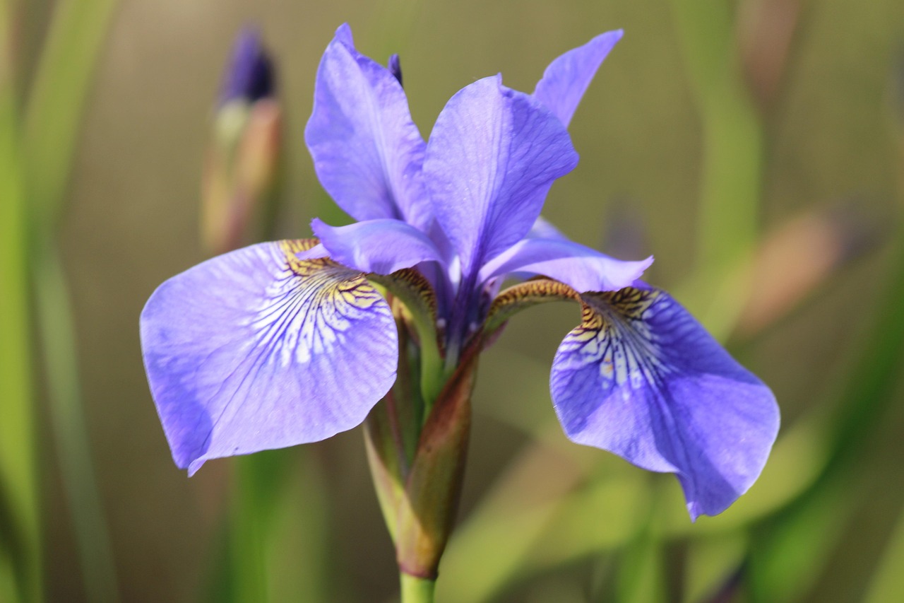 Tiger Lily Purple - Free photo on Pixabay