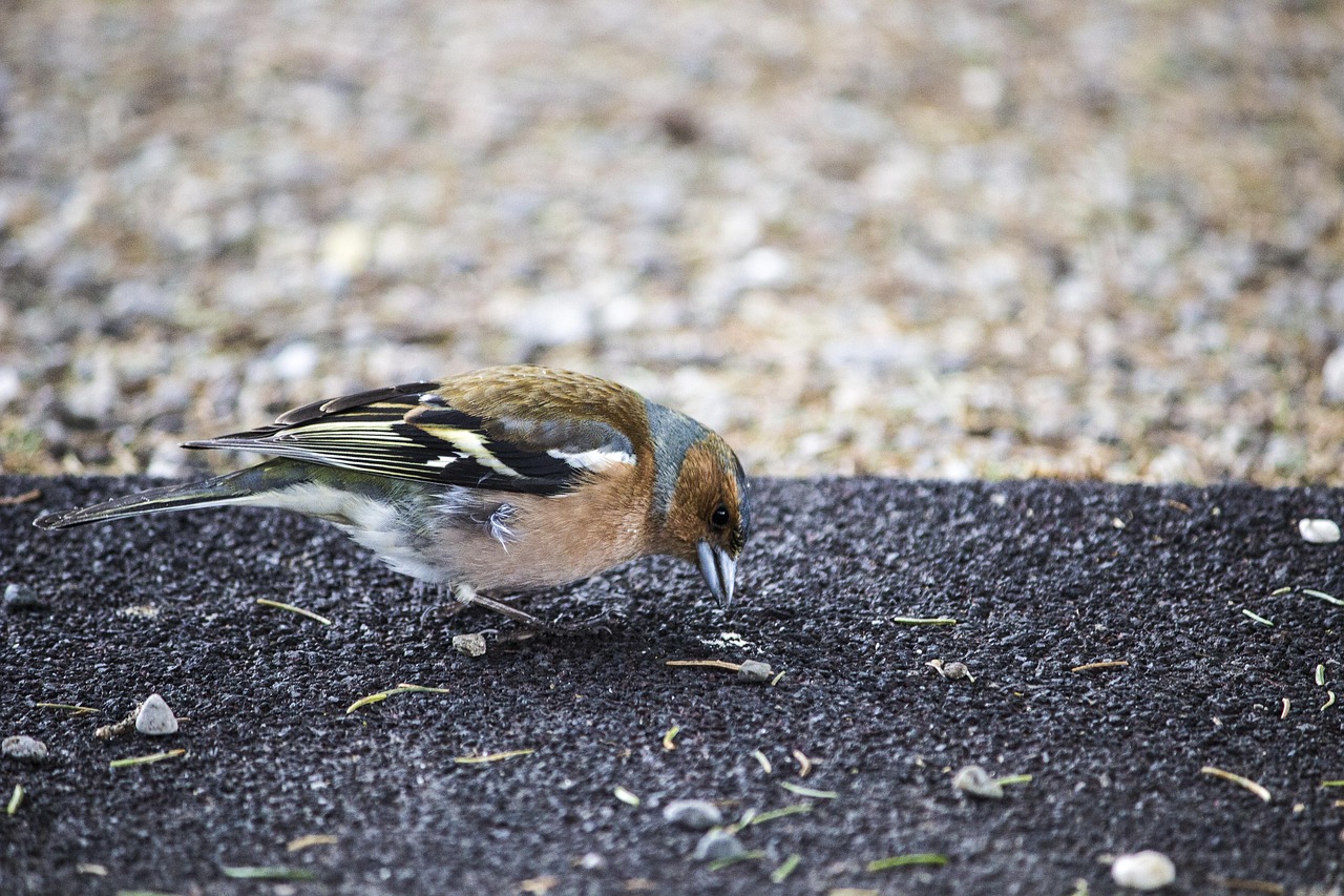 bird-3842509_1280.jpg