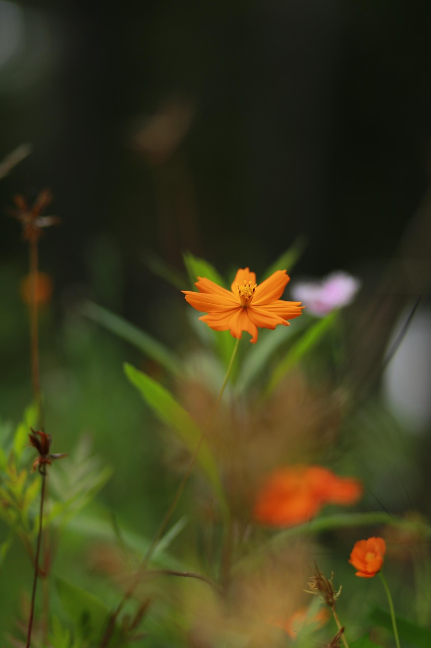 Blomma Wildflower Växt - Gratis foto på Pixabay
