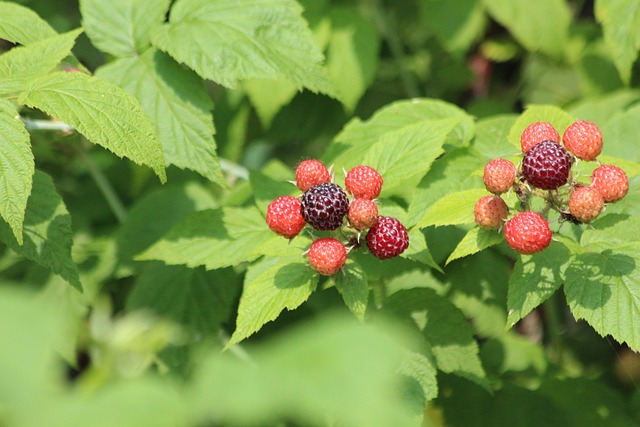 Free Raspberry Black Raspberry photo and picture