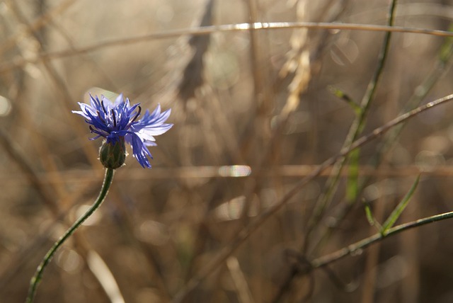 Free Cornflower Blue Flower photo and picture