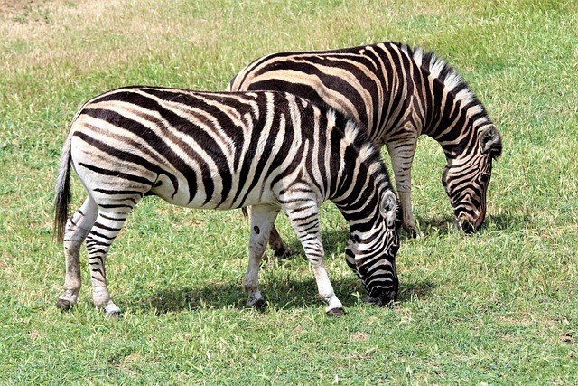 2,000+ Zebra Pictures & Images [HD] - Pixabay
